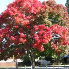 Maple- Cambridge Tree Trust